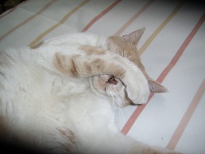 Gato flojo Flojera gatuna